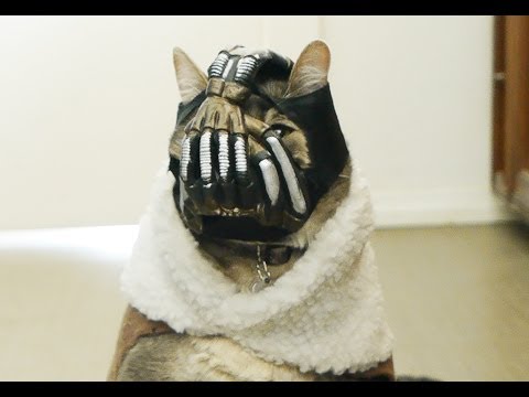 BaneCat 