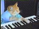 Charlie Schmidt’s Keyboard Cat! – THE ORIGINAL!