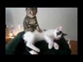Epic Funny Cats 20 Minutes