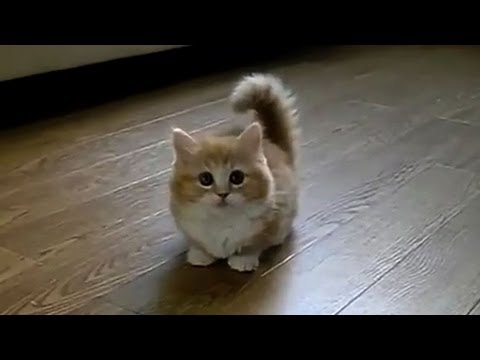 TOP 10 BEST CAT VIDEOS OF ALL TIME! 