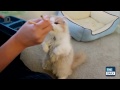 TOP 10 BEST CAT VIDEOS OF ALL TIME!