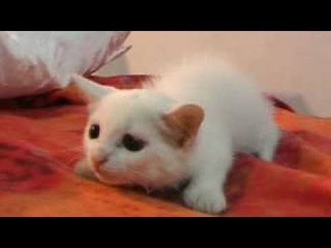 Most Hilarious Videos Of Cats 2014 – Best Funny Kitten Compilation 