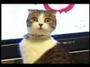 Dramatic Cat
