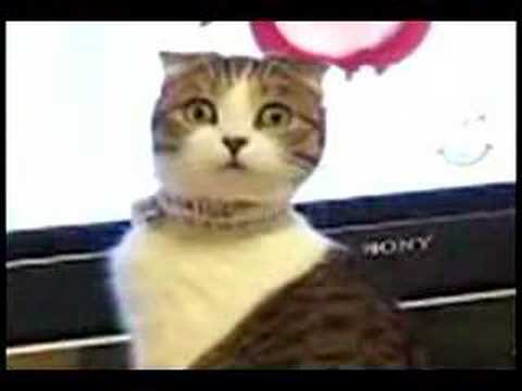 Dramatic Cat