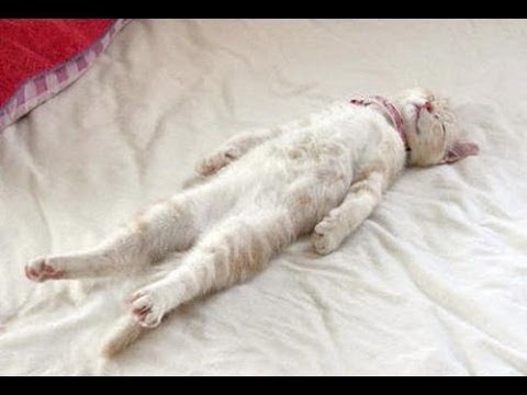Funny Cats Sleeping in Weird Positions Compilation 2013 [NEW HD] 