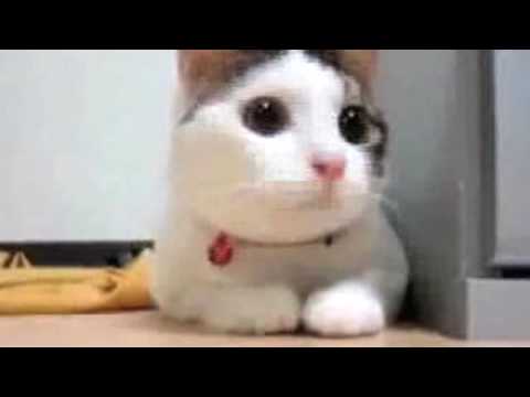 Supercats: Episode 1 — The Funniest Cat Video! 