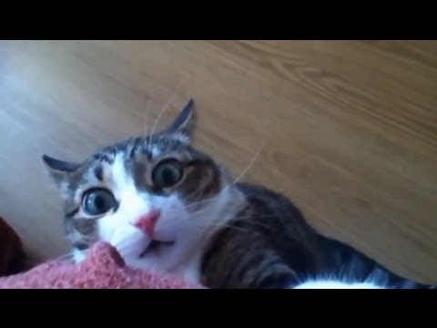 Cats Compilation 