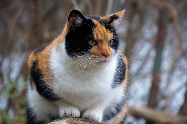 Chat