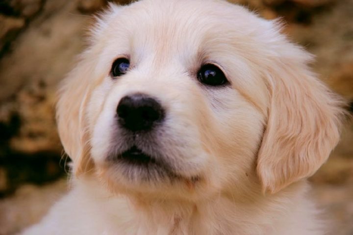 chien